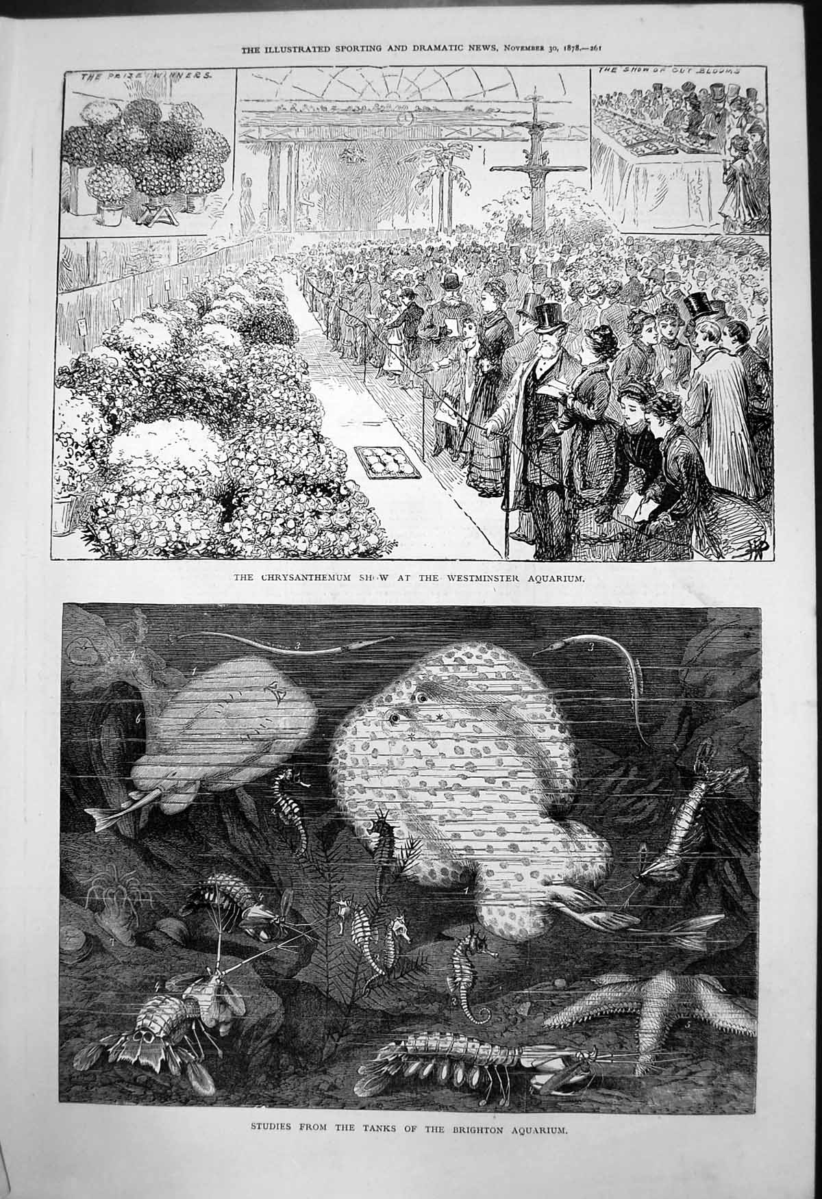 Antique Old Print Chrysanthemum Show Westminster Aquarium Tanks Sea Life 1878