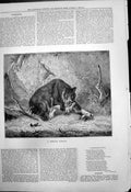 Original Old Antique Print Delicate Appetite Bear Hing Roe Deer Paws 1878 19th