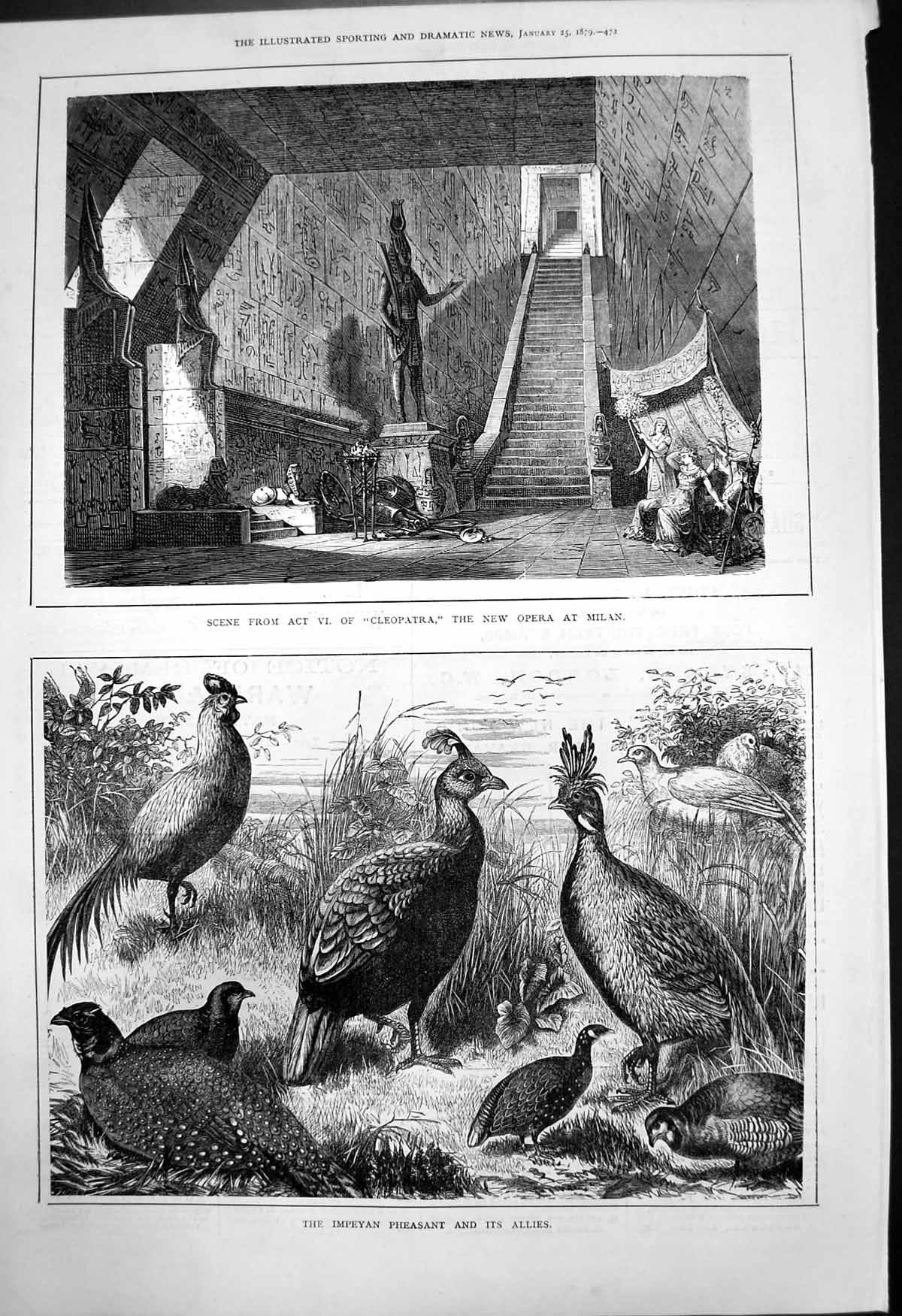 Old Impeyan Pheasant Its Allies Scene Act V1 Cleopatra Opera Milan 18