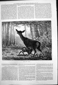 Original Old Antique Print Deer Fawn Forest Fawn Feeding From Mother 1879 19th