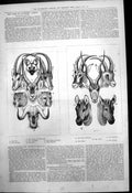 Old Print Game Southern Africa Leopard Gnoo Waterbok Sable Antelope 1875 19th