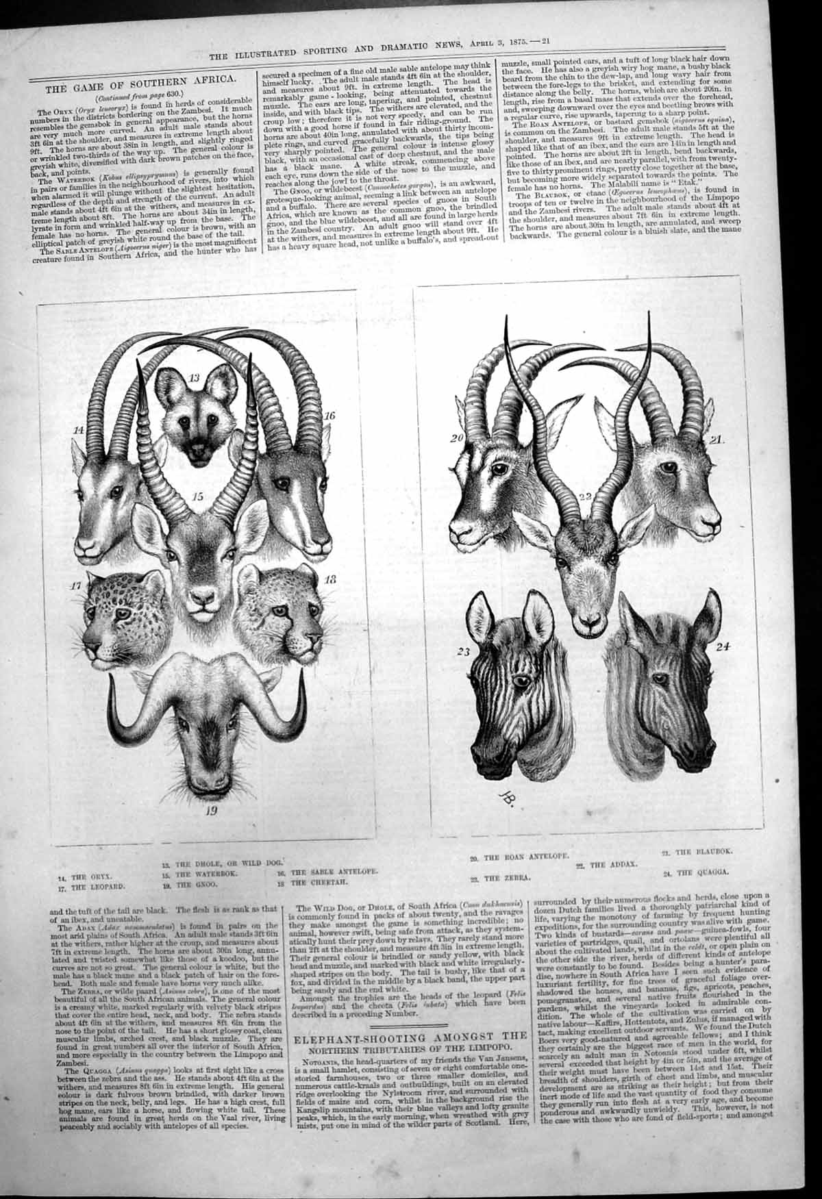 Old Print Game Southern Africa Leopard Gnoo Waterbok Sable Antelope 1875 19th