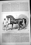 Original Old Antique Print Fathers English Stud Horses Muley Moloch 1875 19th