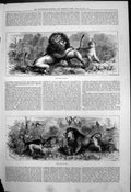 Original Old Antique Print Lions Rival Suitors Lion At Bay J Greenaway 1875