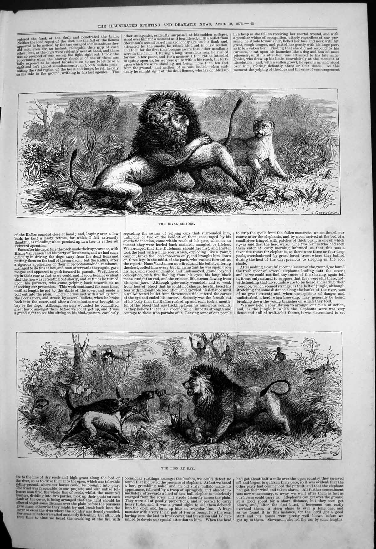 Original Old Antique Print Lions Rival Suitors Lion At Bay J Greenaway 1875