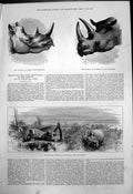 Antique Old Print Shooting Koboaba Long Haired White Rhinoceros Mochocho 1875