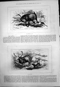 Antique Old Print Sambur Rusa Deer At Bay Sore Distress Deer Chased Dog 1875