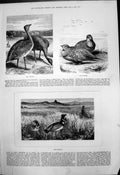 Original Old Antique Print Bustard Sand Grouse Florakin Birds 1875 Victorian