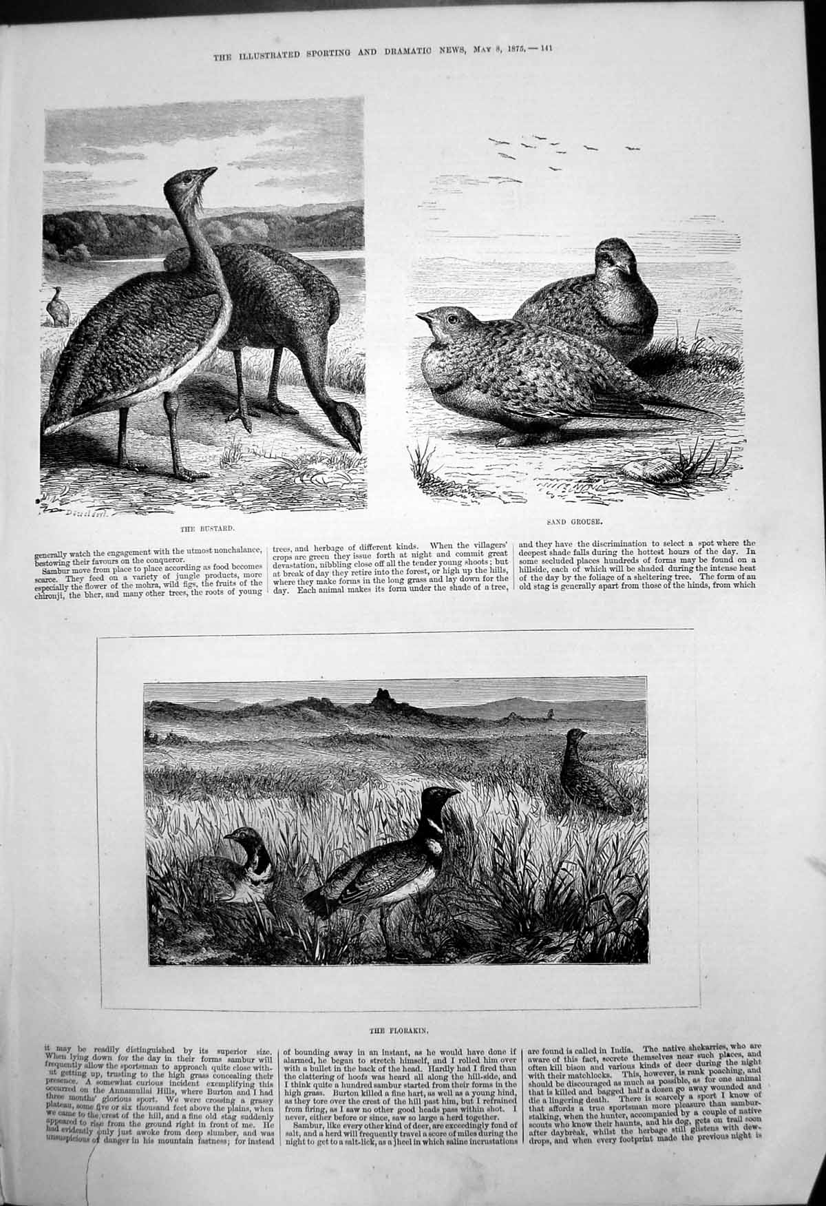 Original Old Antique Print Bustard Sand Grouse Florakin Birds 1875 Victorian