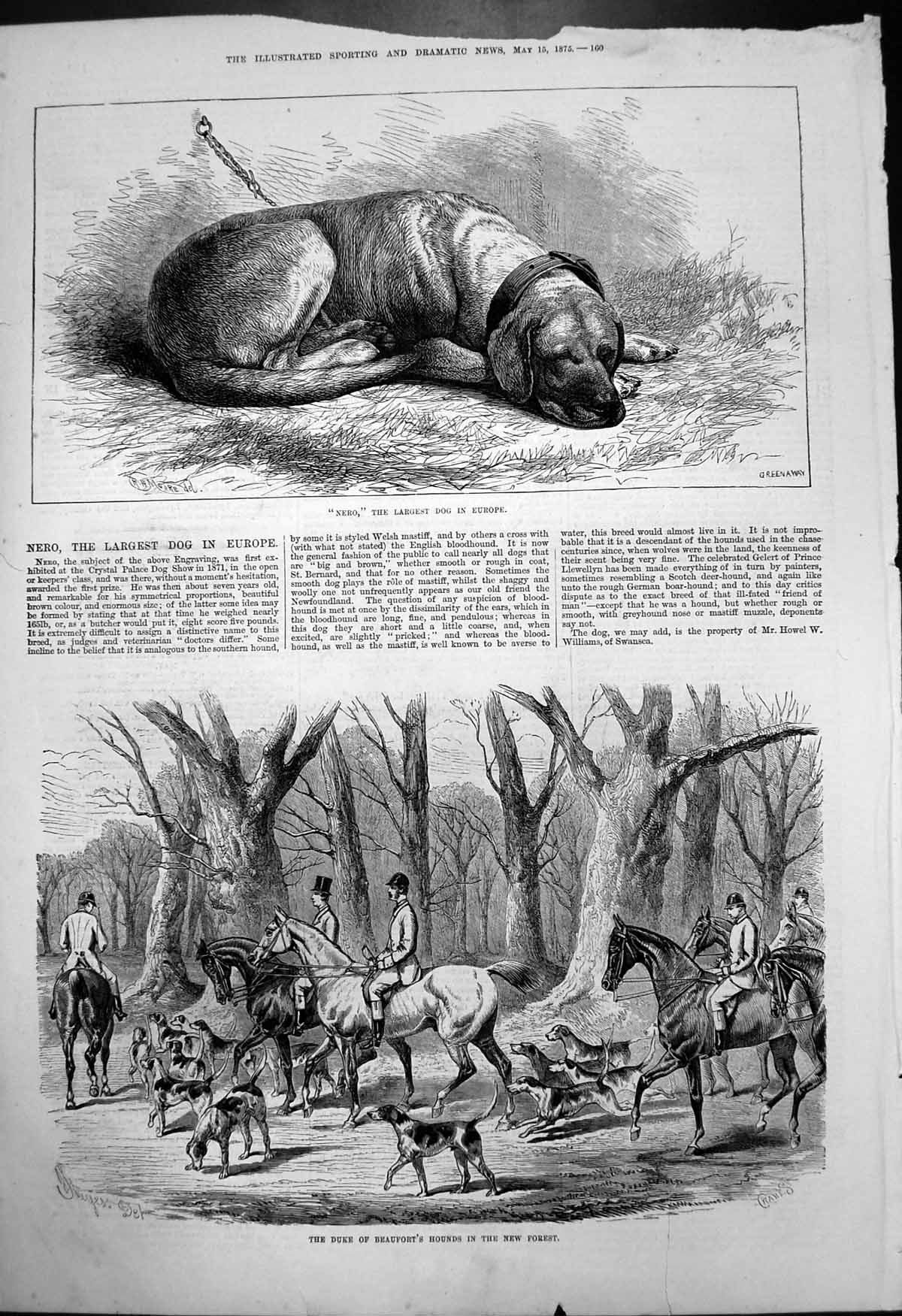 Antique Print Nero Largest Dog Europe Duke Beauforts Hounds New Forest 1875
