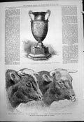 Old Print Royal Agricultural Show Taunton Bulls Lloyds Cup Shooting 1875 19th