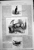Antique Old Print King Penguin Brown Indian Antelope Jamesons Gull Zoo 1875