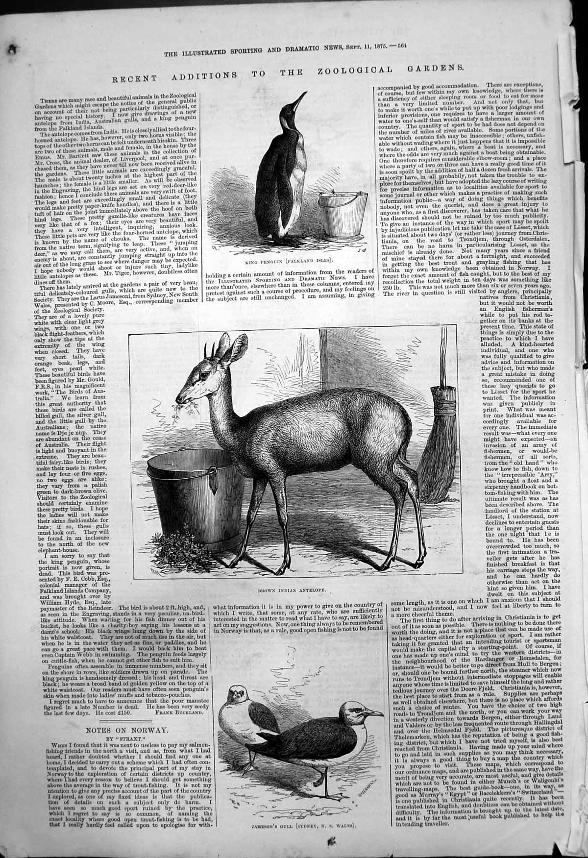 Antique Old Print King Penguin Brown Indian Antelope Jamesons Gull Zoo 1875