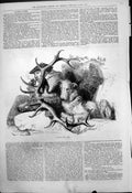 Original Old Antique Print Watching Game Hunter Smoking Pipe Dead Stag Dog 1875
