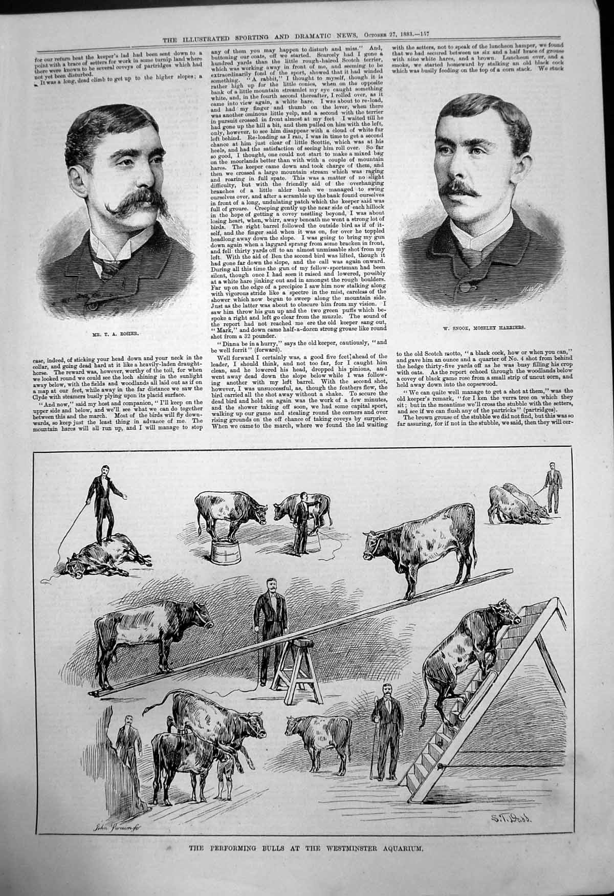 Old T Rosier W Snook Moseley Harriers Performing Bulls Aquarium 1883 Victorian