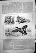 Antique Old Print Wild Duck Snaring John Swain Waiting Bite Bait Caught 1884