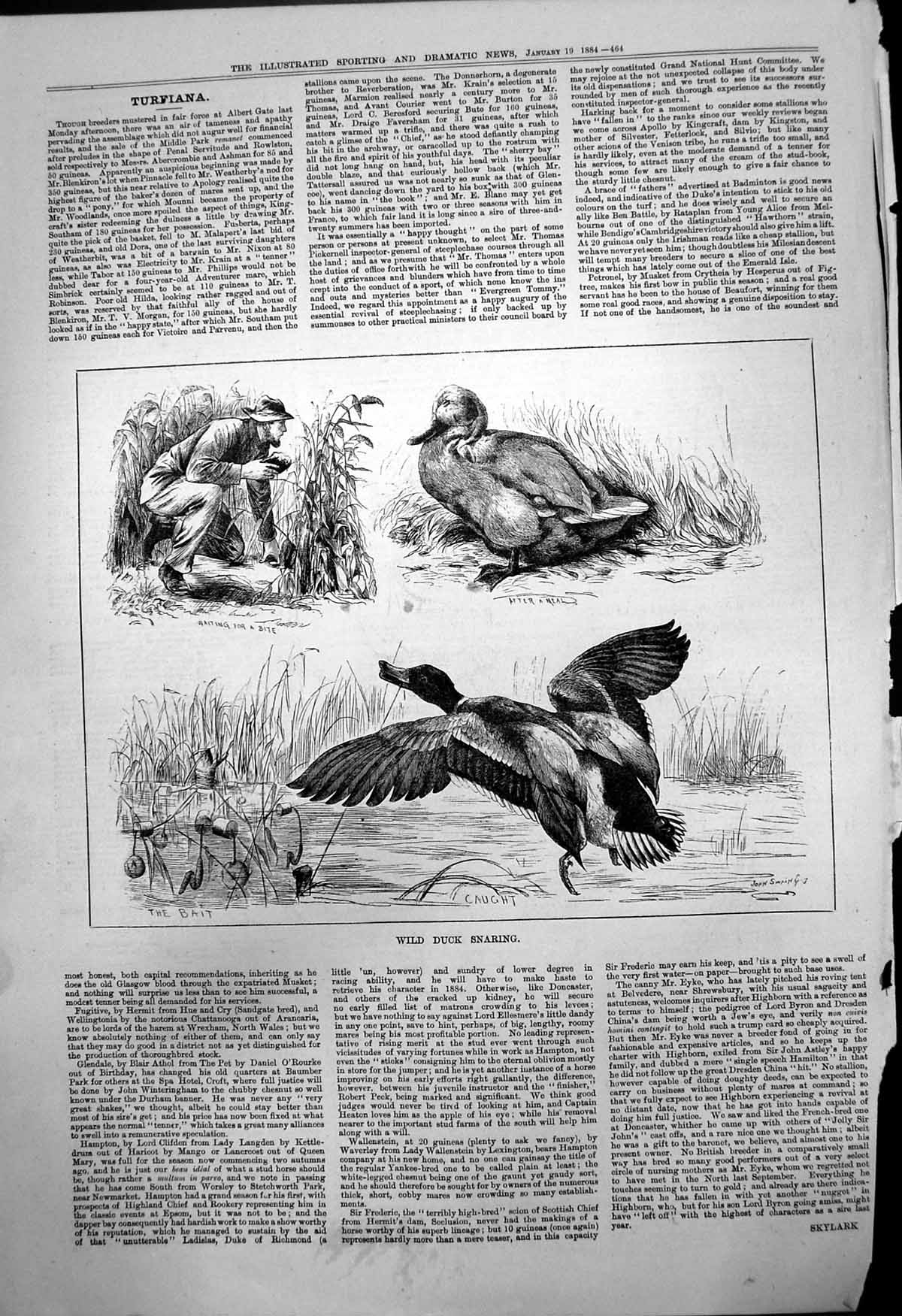 Antique Old Print Wild Duck Snaring John Swain Waiting Bite Bait Caught 1884