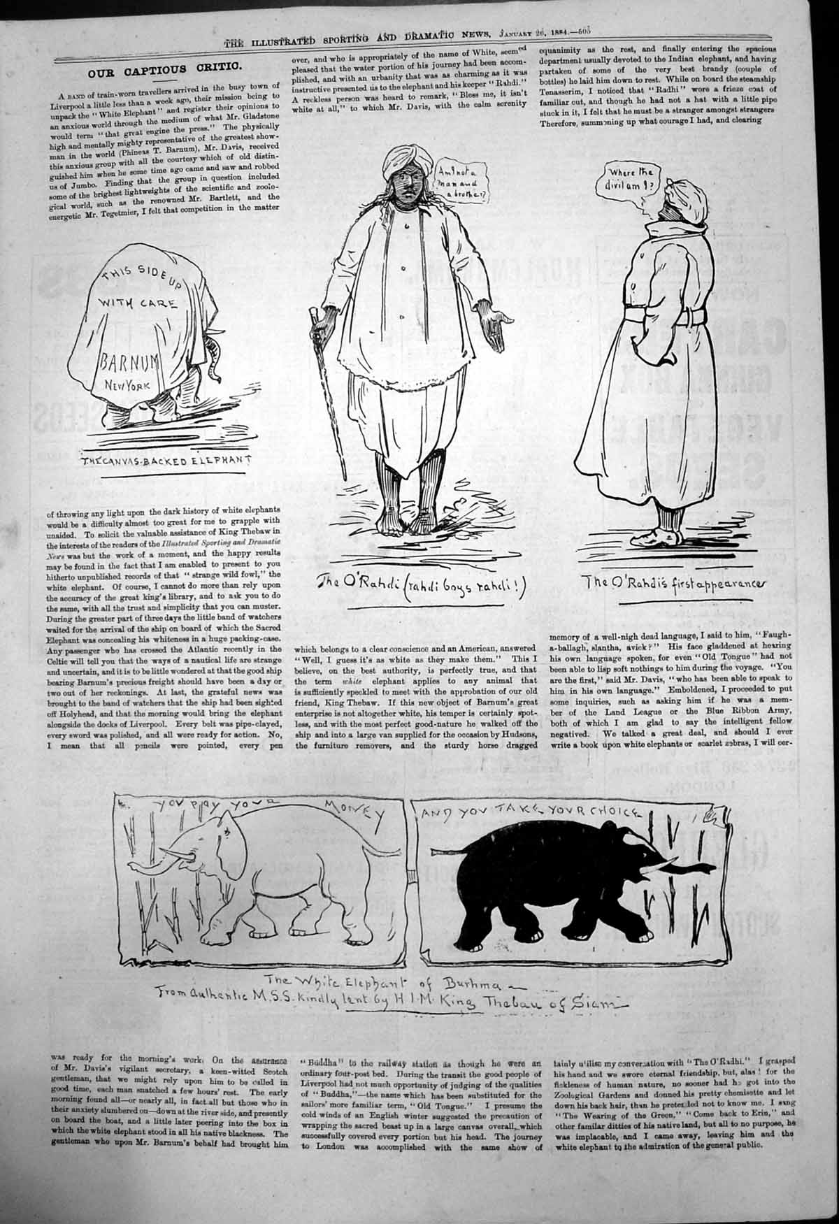 Antique Old Print Captious Critic White Elephant Canvas Backed O'Rahdi 1884