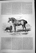 Original Old Antique Print Mr Sherwoods Punch Bear Horse Dog 1877 Victorian