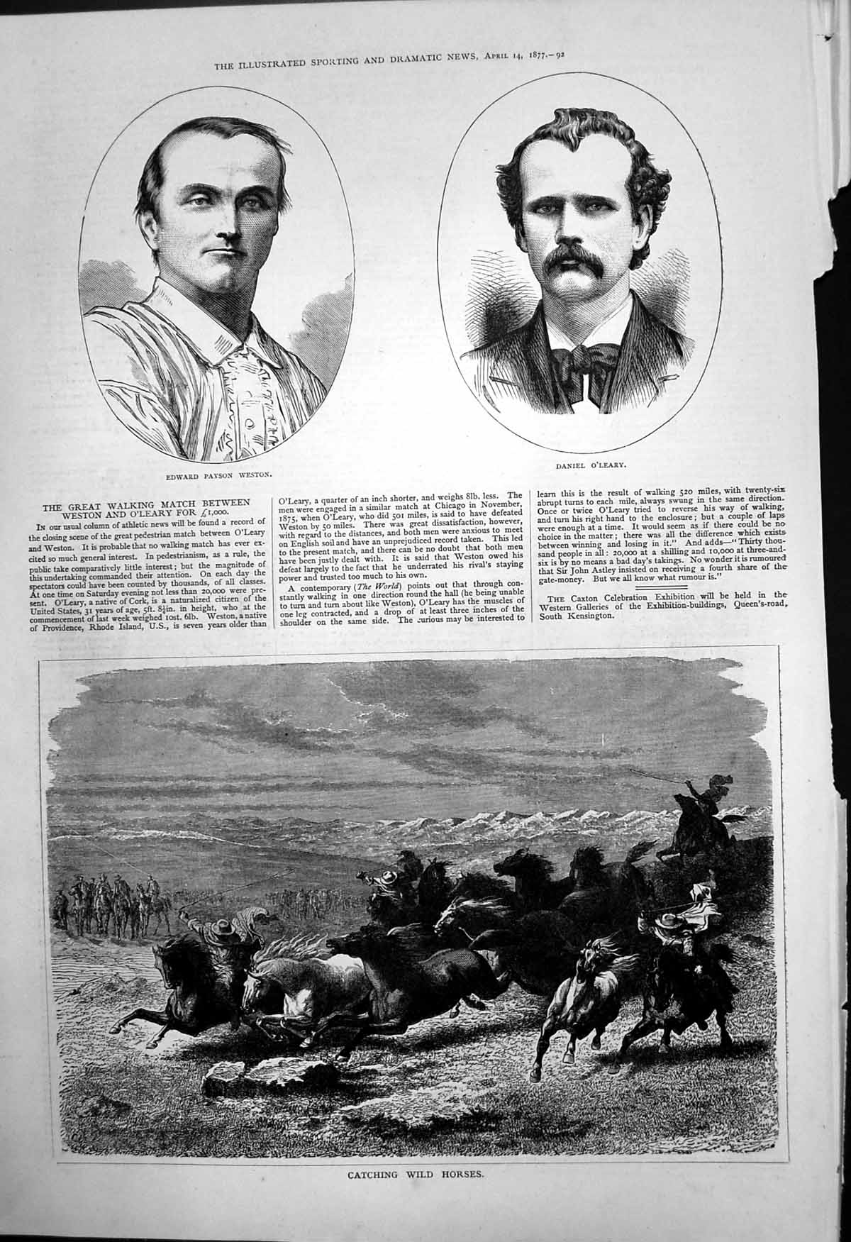 Antique Print Catching Wild Horses Daniel O'Leary Edward Payson Weston 1877