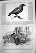 Old Rook Shooting Rifle Trial What Did Happen Rider Falls Horse 1877 Victorian
