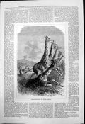 Original Old Antique Print Giraffe Hunting South Africa 1877 19th
