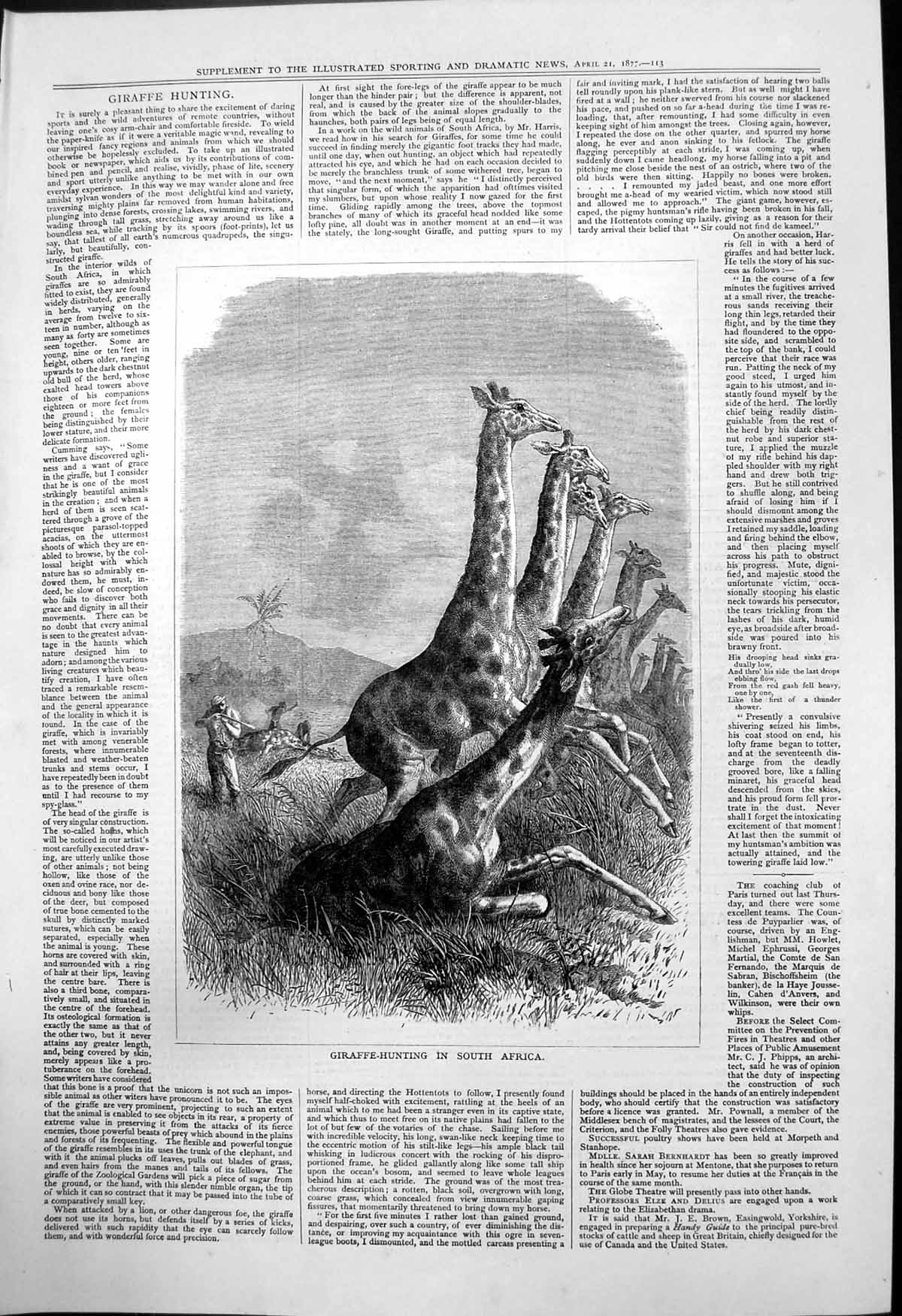 Original Old Antique Print Giraffe Hunting South Africa 1877 19th