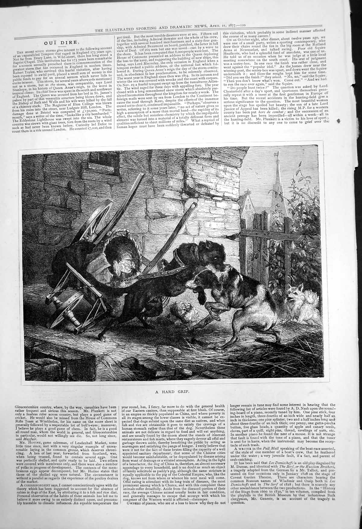 Original Old Antique Print Hard Grip Dog Tied Chain Biting Other Dogs Neck 1877