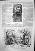 Antique Print New Monkey Zoo Scene Jean Dagier Comedie Francaise Paris 1877