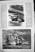 Original Old Antique Print Baby Sea Lion Brighton Hms Pique Sailing Ship 1877