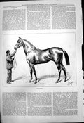 Original Old Antique Print Wallsend Horse Trainer J Sturgess 1877 Victorian