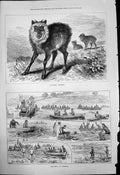 Antique Old Print Japanese Chamois Swimming Hendon Race Boats Fishing 1877 19th
