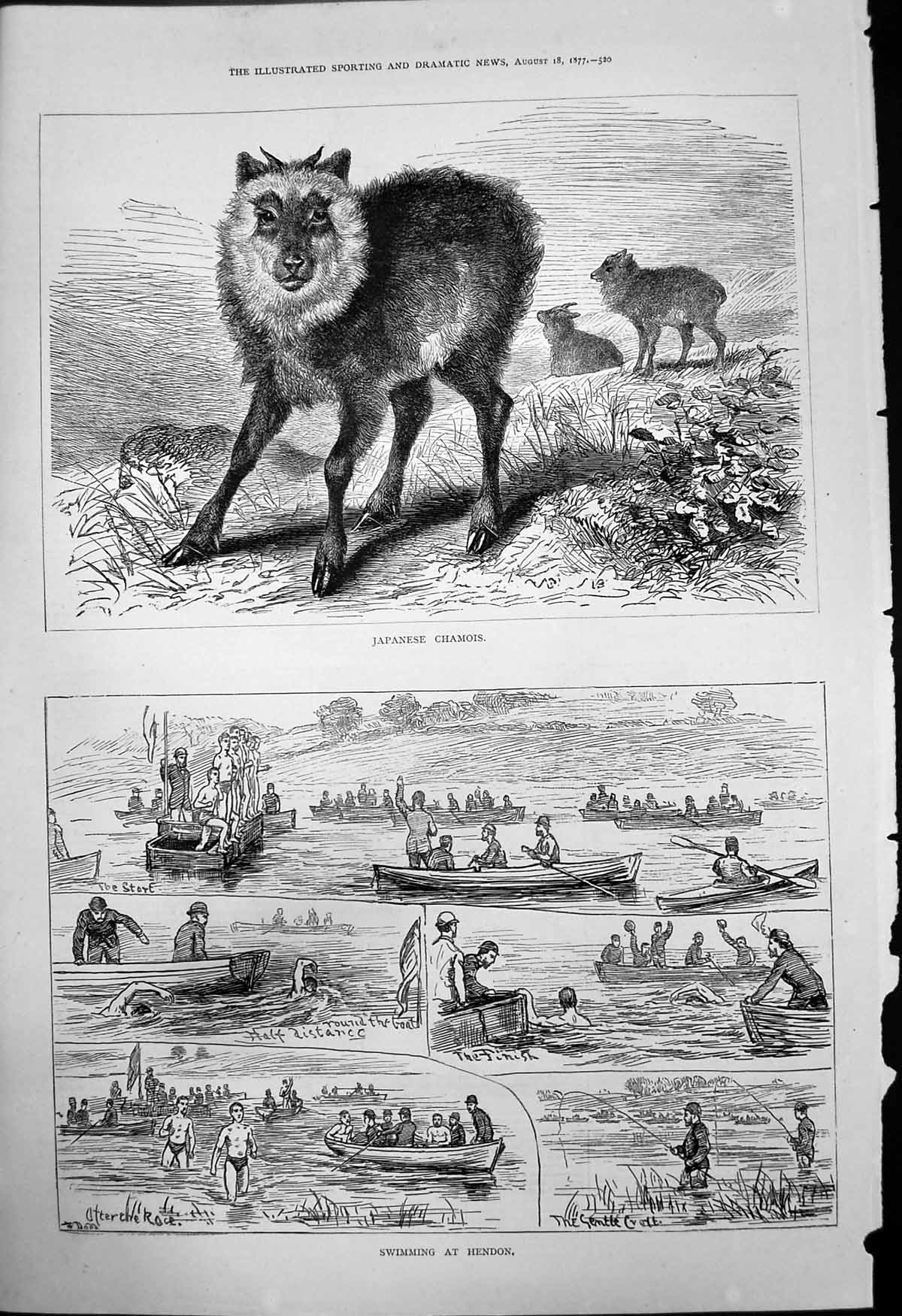 Antique Old Print Japanese Chamois Swimming Hendon Race Boats Fishing 1877 19th