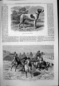 Antique Old Print Bray Stud Pointer Village Race Meeting Saxony Horses 1877