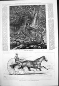 Antique Print Sport Capercaile Judge Fullerton Famous American Trotter 1877