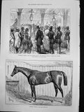 Antique Print Verneuil Winner Ascot Congress Berlin Lord Beaconsfield 1878 19th