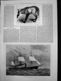 Old Antique Print Japanese Corvette Kau Go Red Wolf Buenos Ayres Zoo 1878 19th