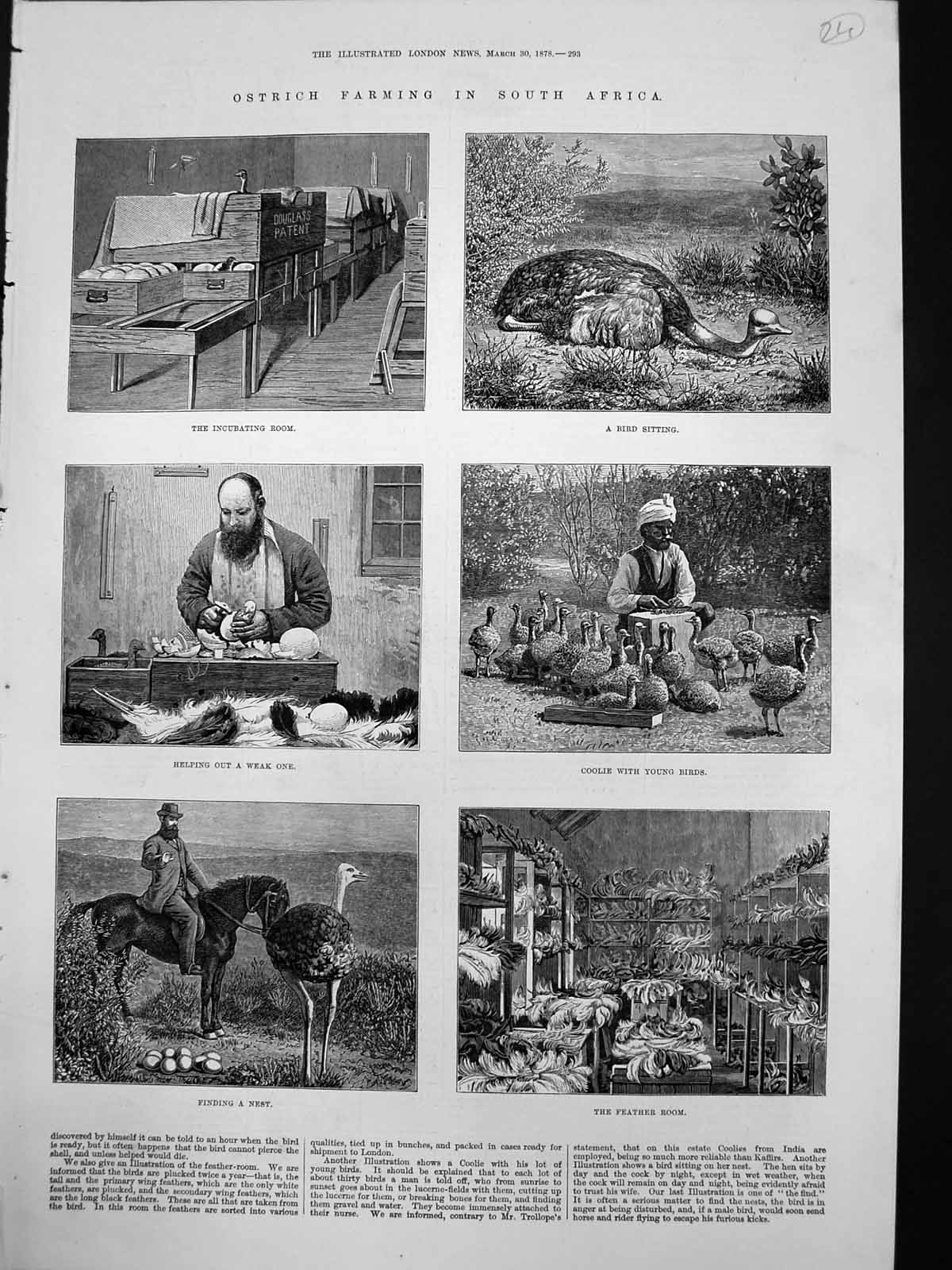 Old Print Ostrich Farming South Africa Incubating Room Feather Room 1878 19th