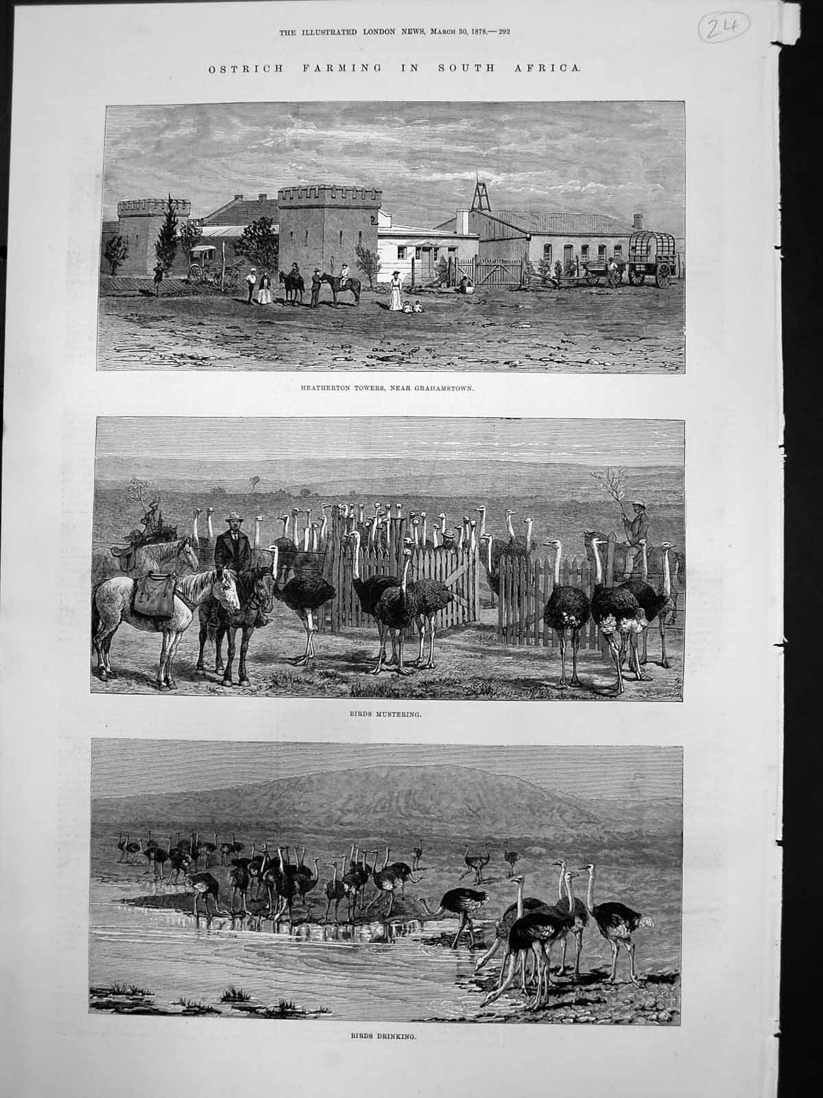 Old Print Ostrich Farming South Africa Heaterton Towers Grahamstown 1878 19th