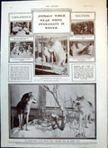 Antique Old Print Animals White In Winter Arctic Wolf Professor Skyhigh 1905