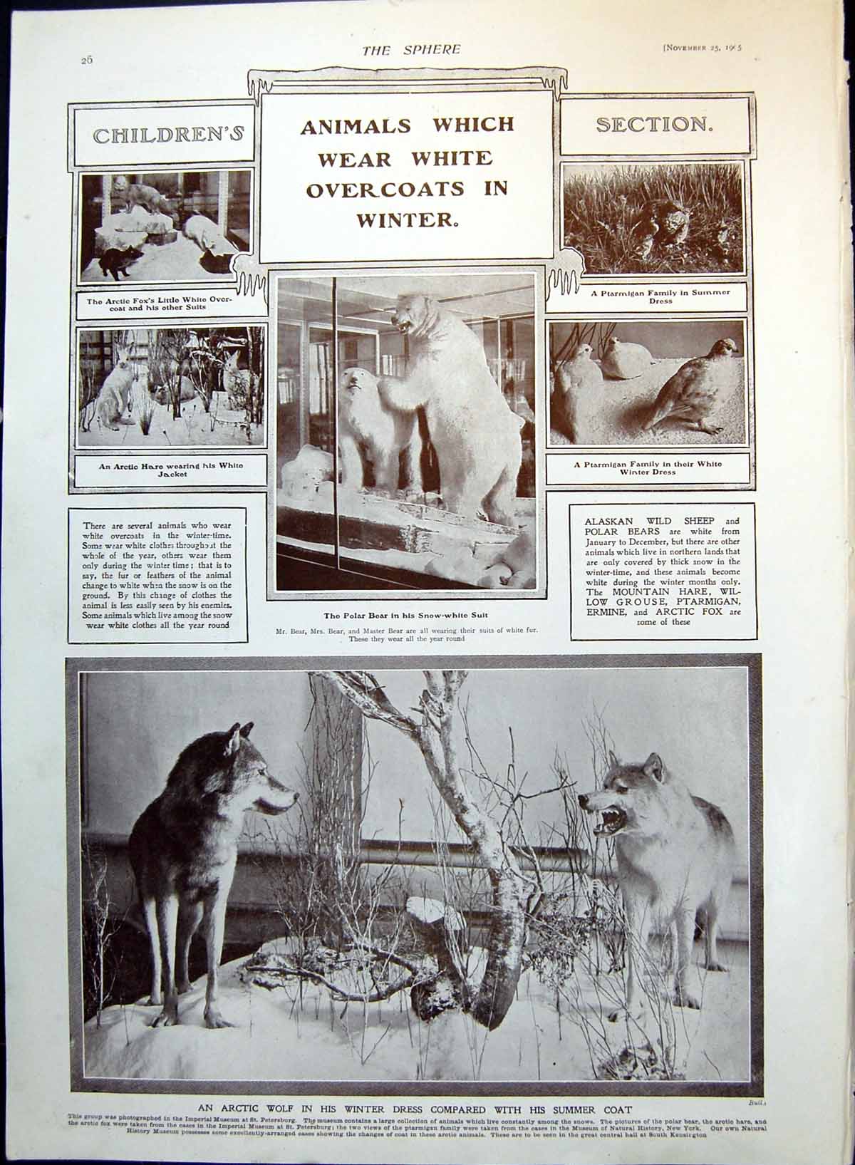 Antique Old Print Animals White In Winter Arctic Wolf Professor Skyhigh 1905
