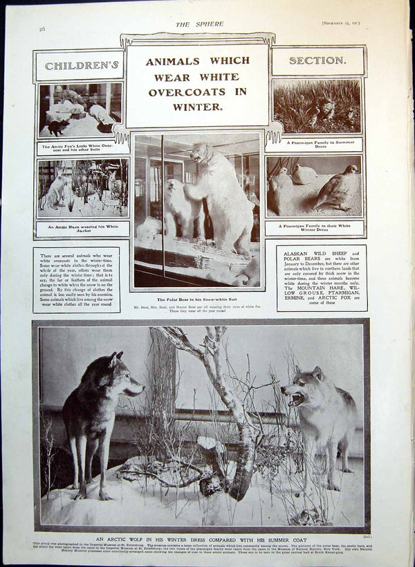 Antique Old Print Animals White In Winter Arctic Wolf Professor Skyhigh 1905