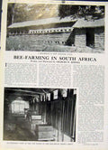 Original Old Vintage Print Bee Farfming South Africa 1947 20th Century