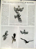 Original Old Vintage Print The Quarrelsonebess Ravens 1947 Country Life Birds