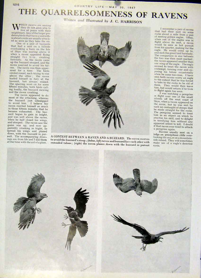 Original Old Vintage Print The Quarrelsonebess Ravens 1947 Country Life Birds