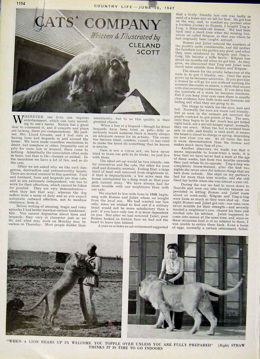 Original Old Vintage Print Cat'S Company By Cleland Scott 1947 20th Century