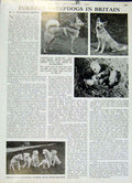 Original Old Vintage Print Foreign Sheep Dogs In Britian 1947 Country Life 20th