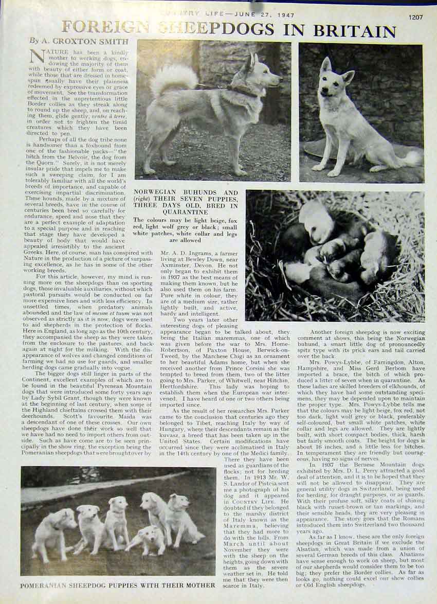 Original Old Vintage Print Foreign Sheep Dogs In Britian 1947 Country Life 20th