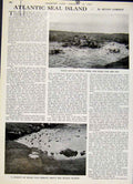 Original Old Antique Print Atlantic Seal Island