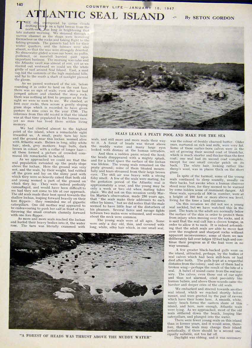 Original Old Antique Print Atlantic Seal Island
